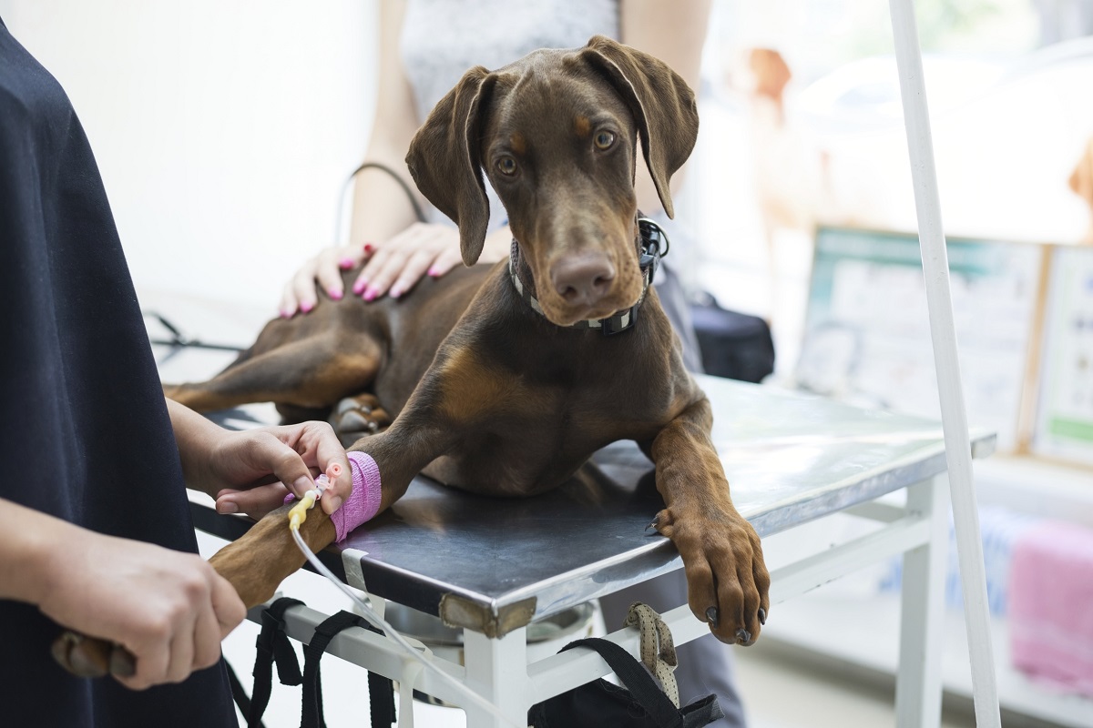 Beautiful doberman puppy lying on a veterinary table and gets an infusion. Vet holding infusion line attached to dog's leg. Short DOF and selective focus on veterinarian hand