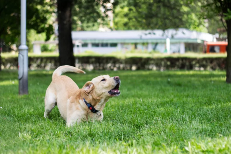 Νομική Προστασία Ιδιοκτήτη Κατοικιδίου: Πώς λειτουργεί σε περιπτώσεις καταγγελιών ή διαφωνιών με γείτονες