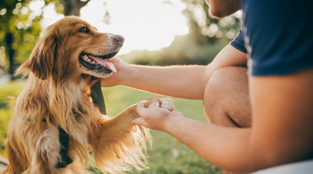 Γιατί να ασφαλίσεις τον σκύλο σου; Η Hoolie Pet Insurance έρχεται να τα αλλάξει όλα!