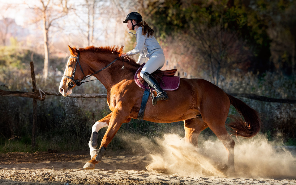 Ασφάλιση Ιππικού Σωματείου από τη Wise Daedalus: Γιατί Είναι Απαραίτητη και Τι Προσφέρει;