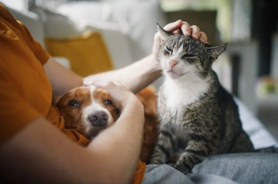 Ασφάλιση Κατοικιδίου Hoolie Pet Insurance – Γιατί κάθε κατοικίδιο αξίζει φροντίδα χωρίς όρια