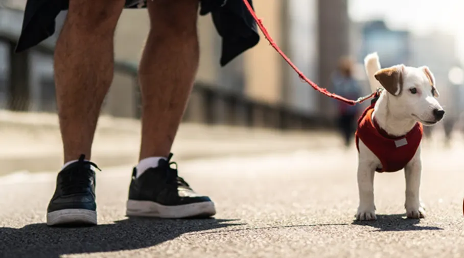 Νομική Προστασία Κατοικιδίου