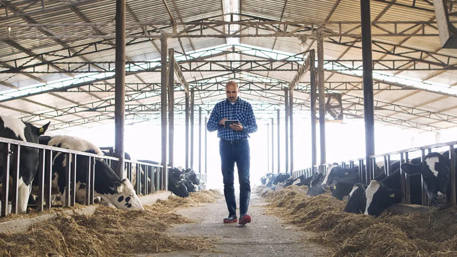 Ασφάλιση βιομηχανικών μονάδων εκτροφής αγροτικών ζώων στην Ελλάδα