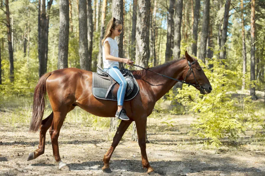 Ασφάλιση Σωματείων Ιππασίας: Ολοκληρωμένη Προστασία με τη Wise Daedalus Insurance Agents