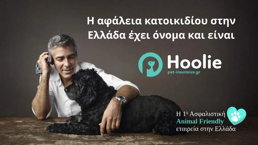 Hoolie Pet Insurance: Όταν η φροντίδα γίνεται απόφαση - Η νέα εποχή στην κηδεμονία κατοικιδίων