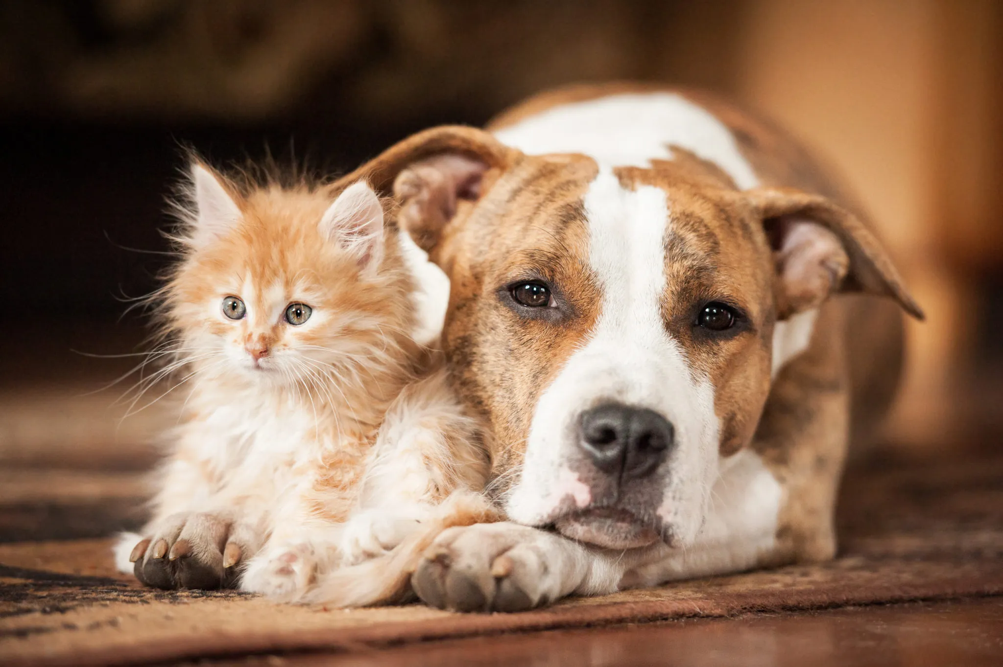 Pet Insurance: Ένα ισχυρό εργαλείο cross selling – και γιατί η Daedalus ξεχωρίζει στο underwriting κατοικιδίων