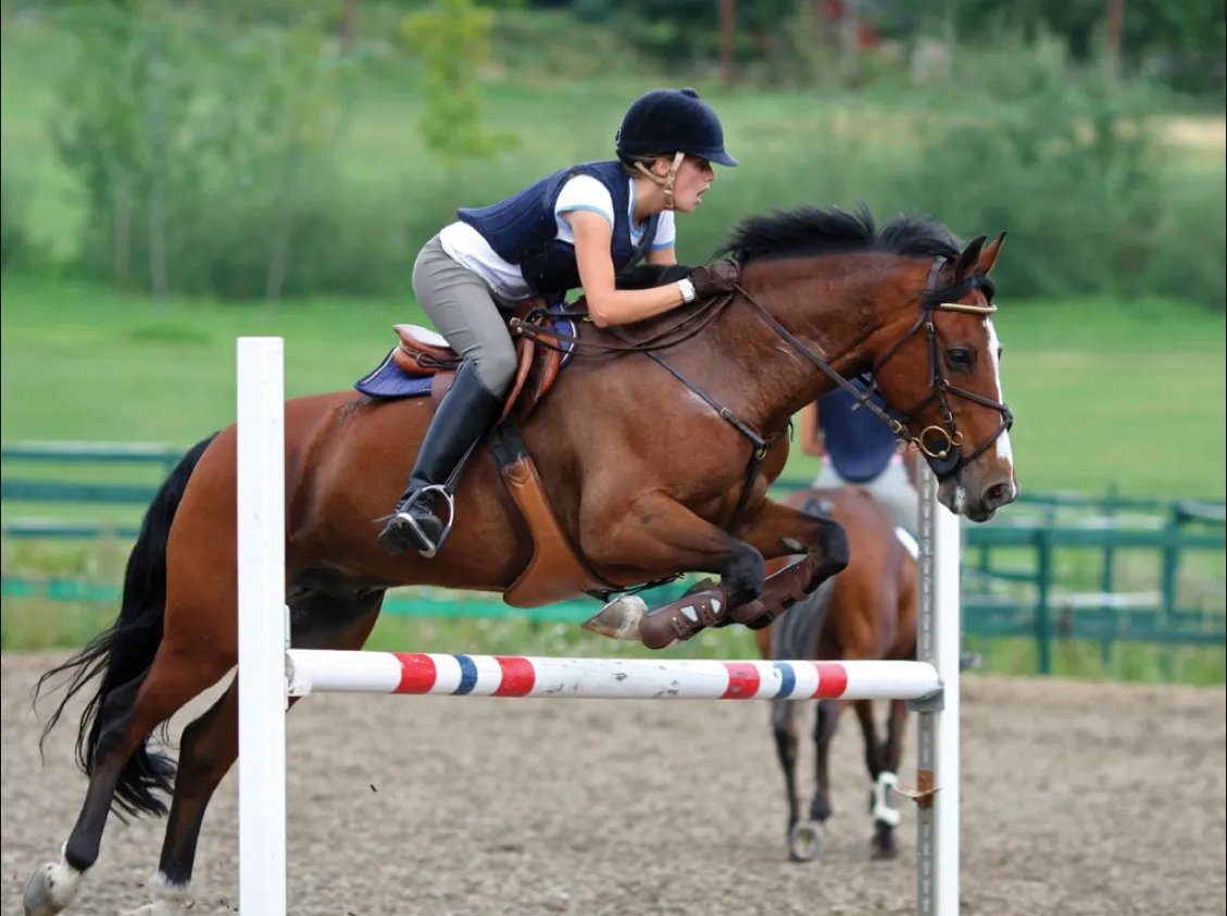 Wise Daedalus: Η Καινοτομία στην Ασφάλιση Ιππικών Σωματείων που Αλλάζει τα Δεδομένα